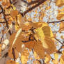 Photo5. Autumn birch