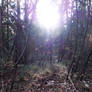 Photo17. Autumn Forest 2