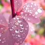 Photo39. Drops