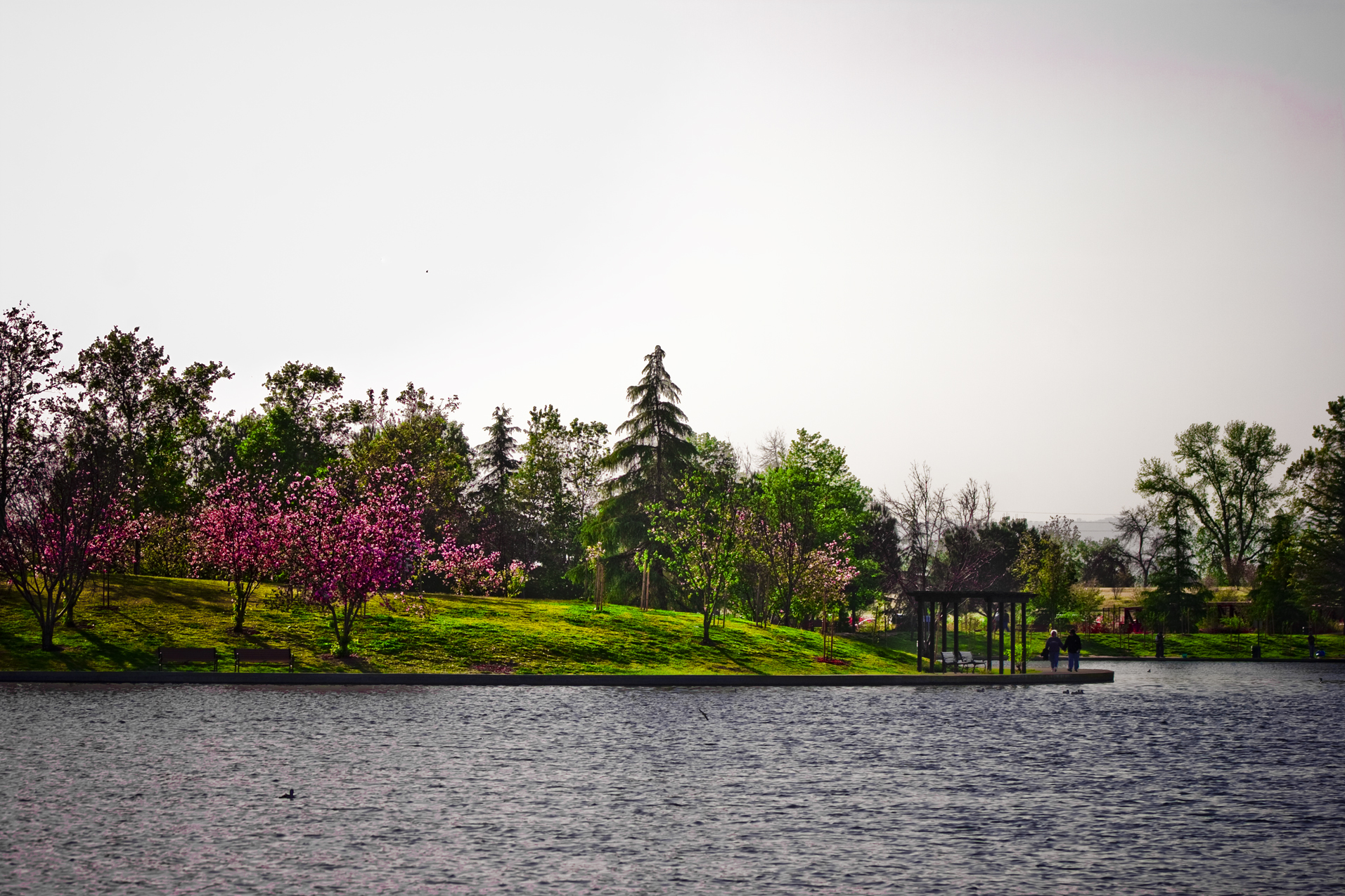 Spring Blossoms