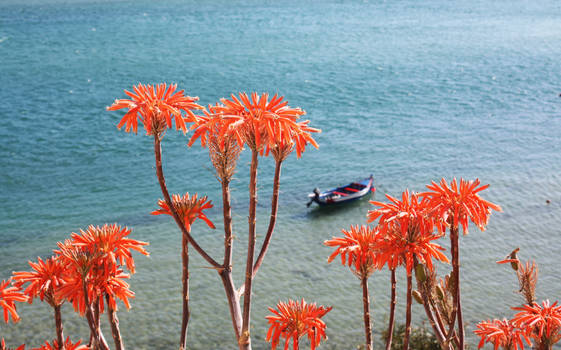 The flowers and the boat