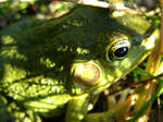 Friendly Frog by Maethori