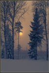 Winter in my backyard V by Wodenswolf