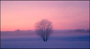 Cold mist in the fields I