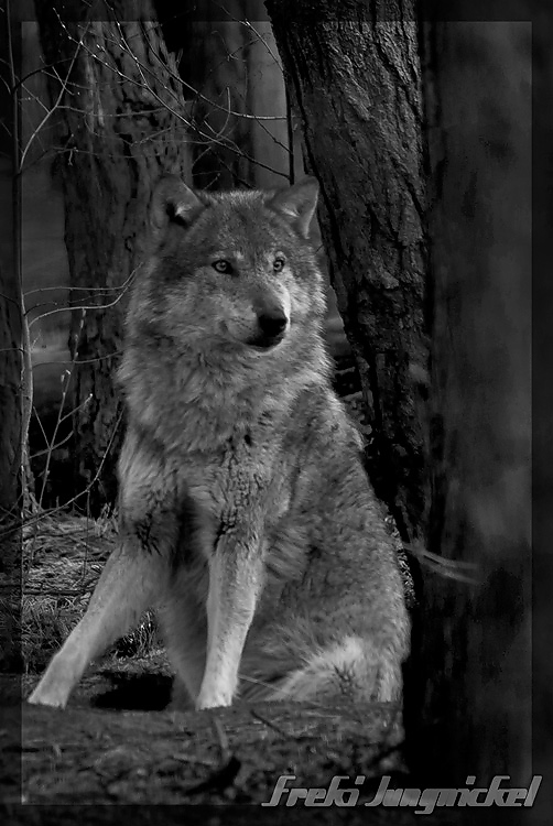 Sitting Wolf bw