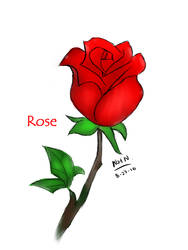 Rose