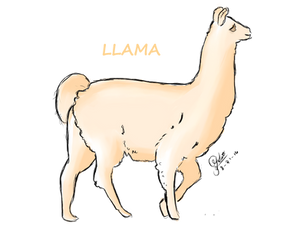 Llama