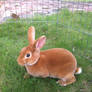 Red Mini Rex Easter 2012