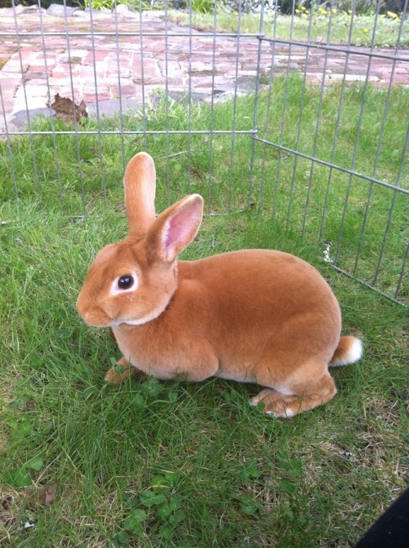 Red Mini Rex Easter 2012