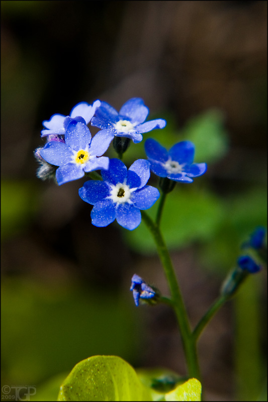 macro 02 - Myosotis