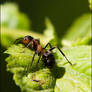 macro 03 - ant