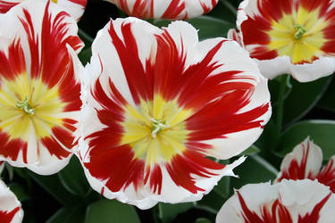 tulip3