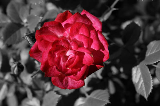 Red rose