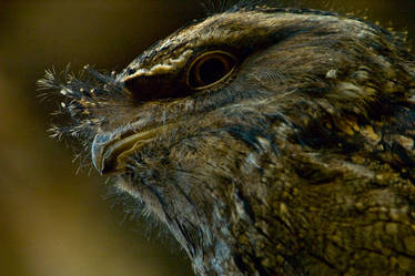 Tawny Frogmouth