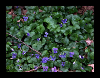 Violets