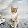 Street cat