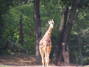 Giraffe Family