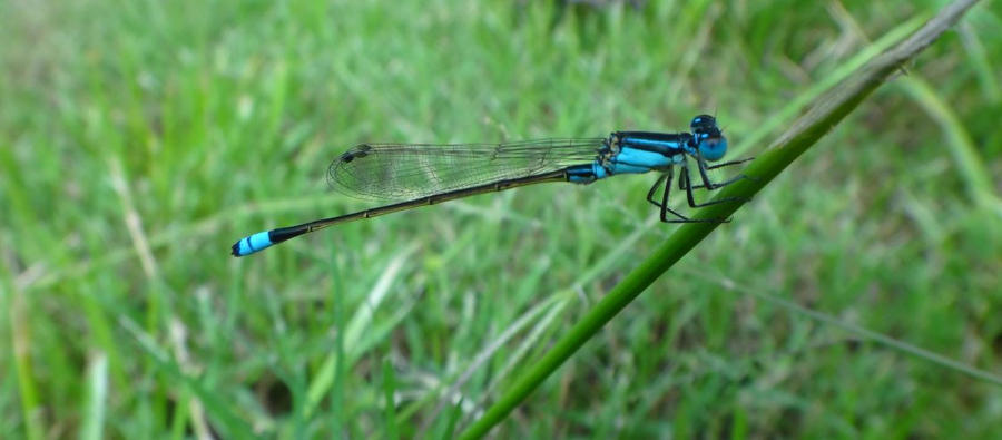 blue damselfly 2