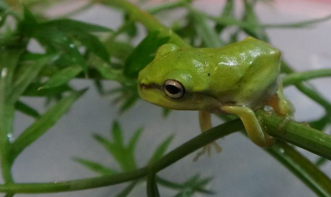 dwarf green tree frog 2