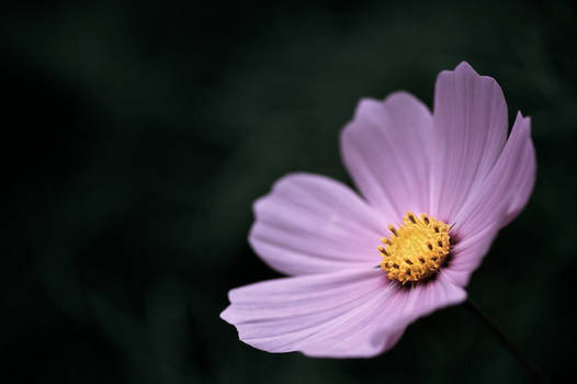 Cosmos Flower