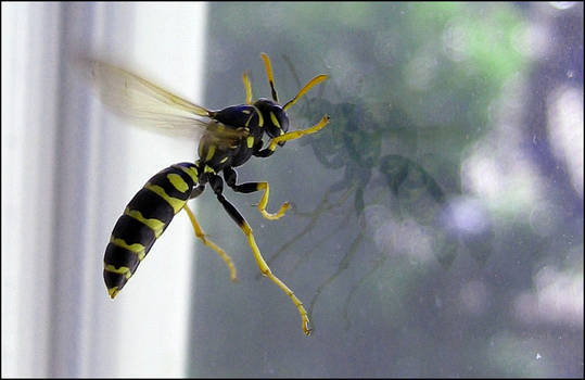 Wasp