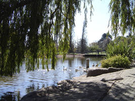 Behind The Willow Tree