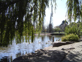 Behind The Willow Tree