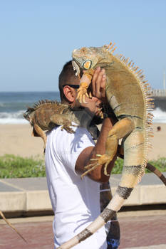 Iguanas in the Sun 2