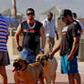 Boerboels on the Parade