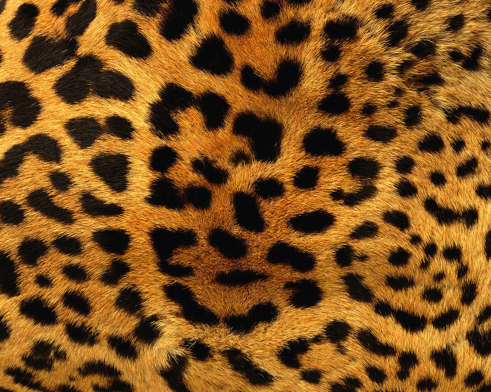 Animal Color Texture Animal Background Texture (1) by llexandro on DeviantArt