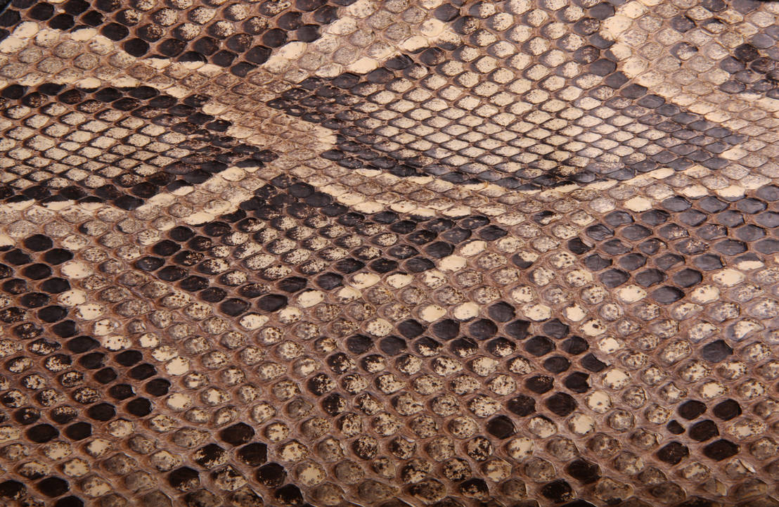 Snake Skin Texture Unity Snake Skin Background Texture 03 by llexandro on DeviantArt