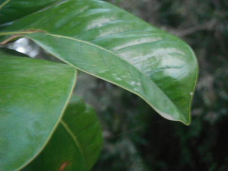 Leaf