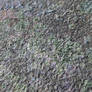 moss texture
