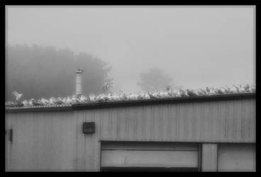 Gulls getting ready for war