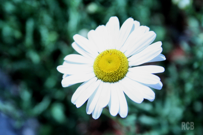 1 daisy in a field of grass