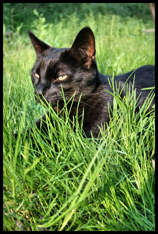 Shadow grazing