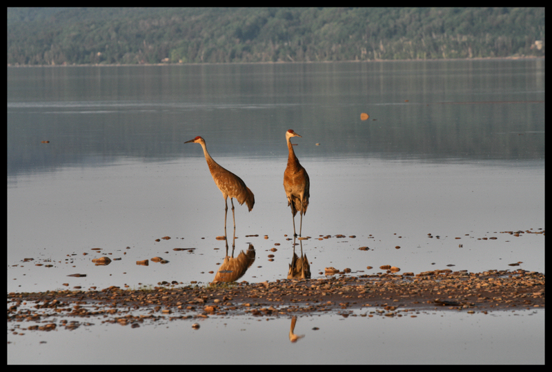 Cranes in the bay