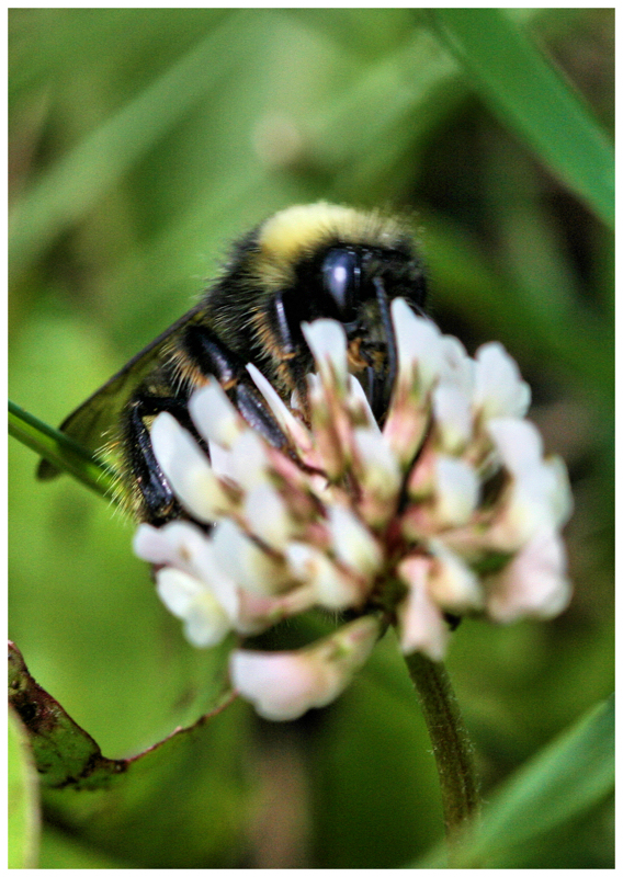 Macro'd Bee