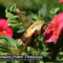 Snowberry Clearwing Hummingbird Moth