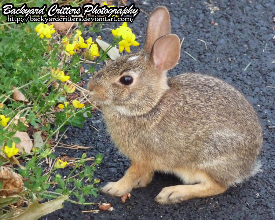 Baby Bunny