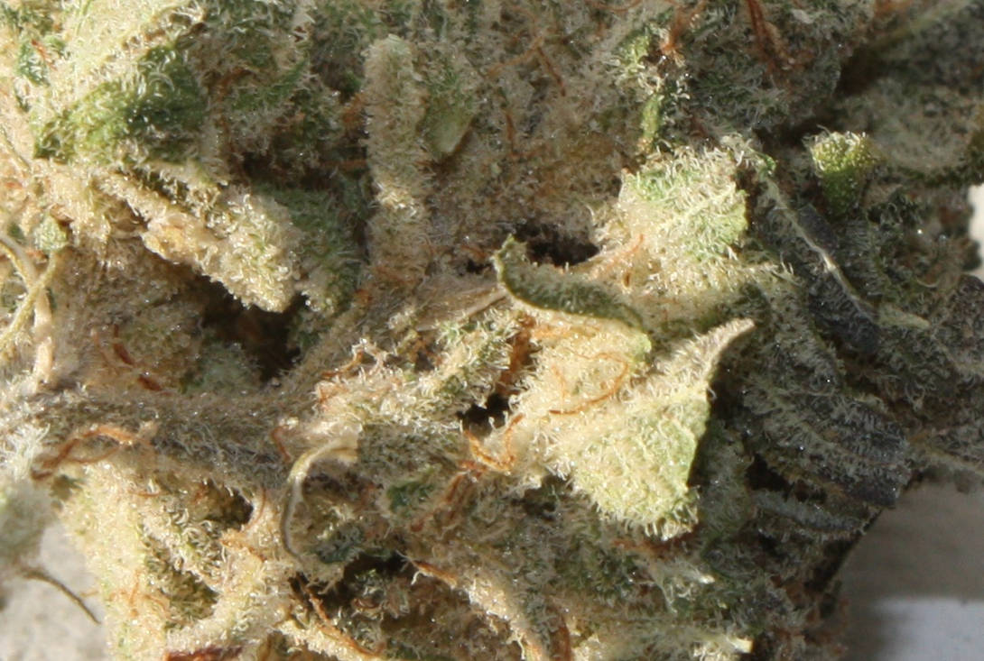 Trichomes