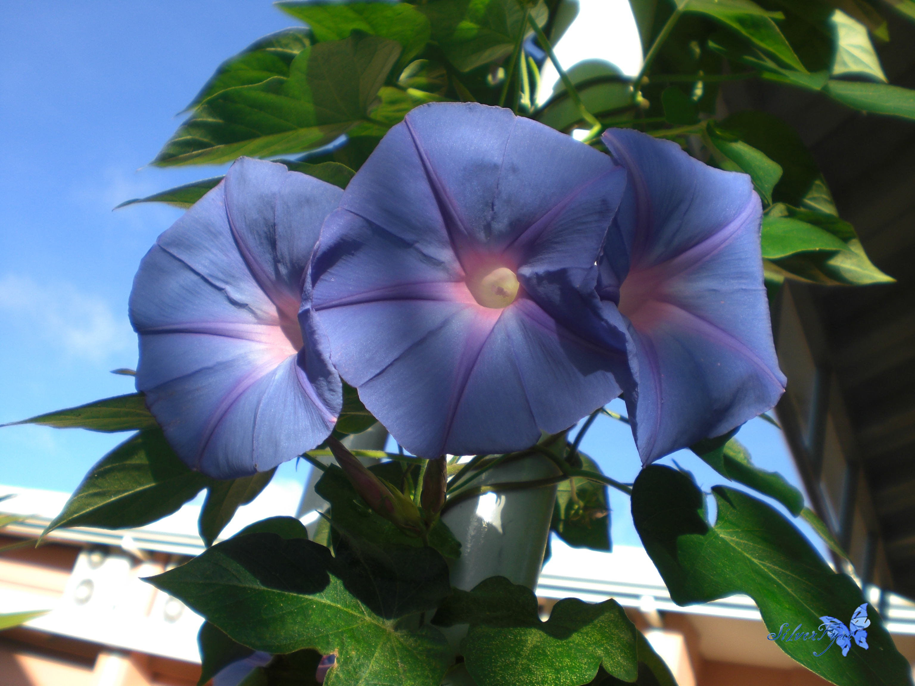 flowers: morning glory 2