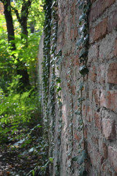 ivy on brickwall