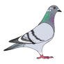 [Closed] Pigeon Adoptable