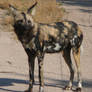 African Wild Dog 1