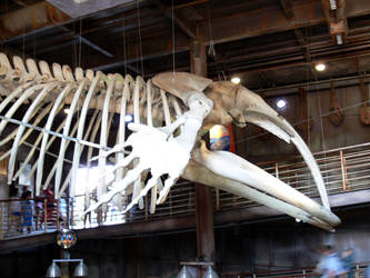 Southern Right Whale Skeleton 2