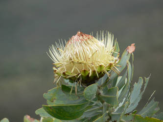 Protea 1