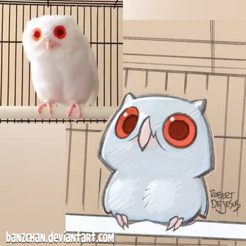 Owl Reference