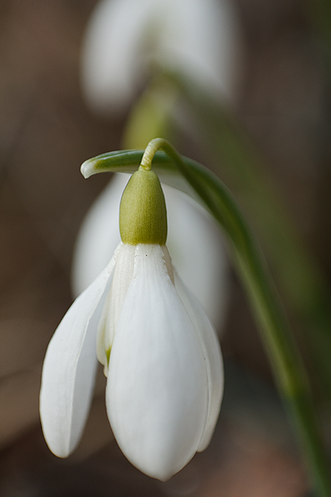 Snowdrop