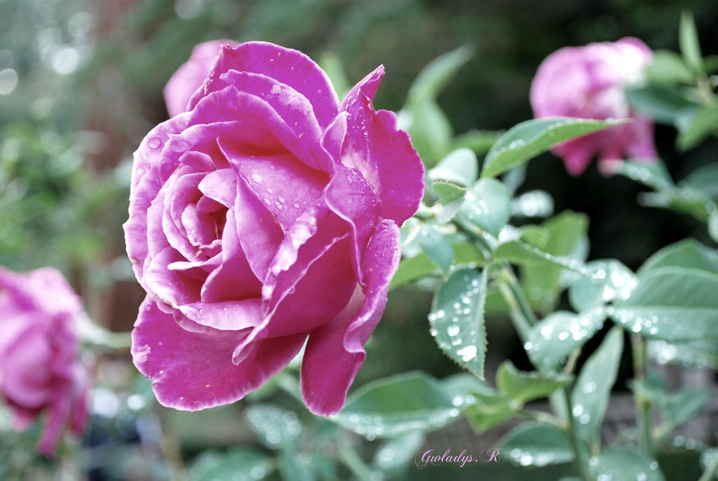 Simply Beautiful Roses Simply beautiful by GwladysR on DeviantArt